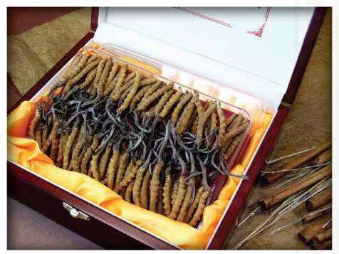 德令哈冬虫夏草回收